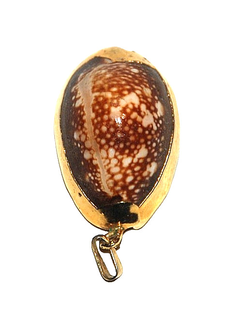 Real Gold Serpent’s-Head Cowrie Shell Pendant Charm Monetaria Caputserpentis