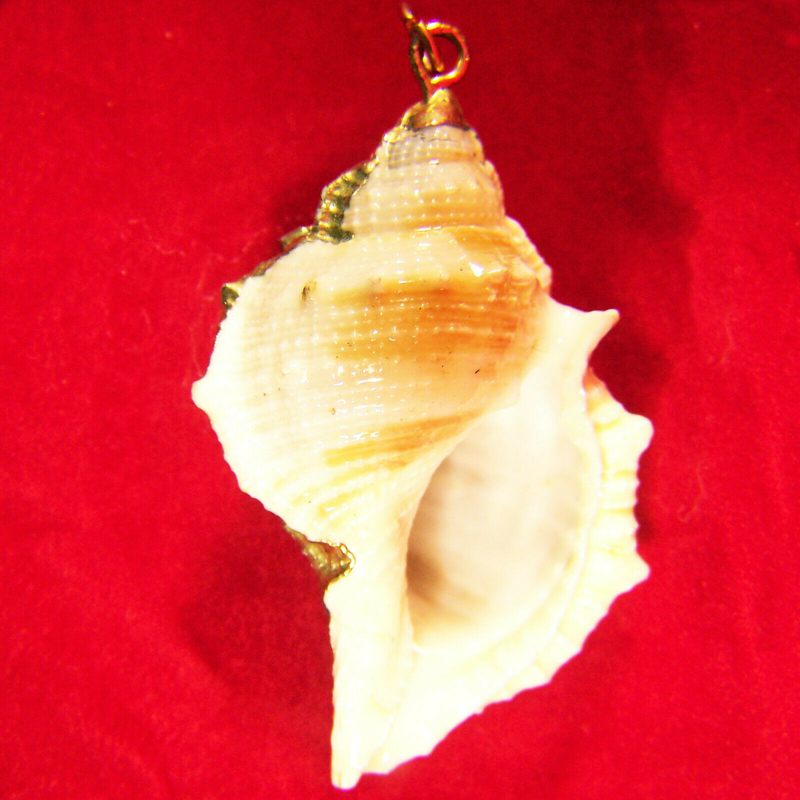 Real Sea Shell Pendant With Metallic Goldtone Trim 2,1/4″ Inches Long