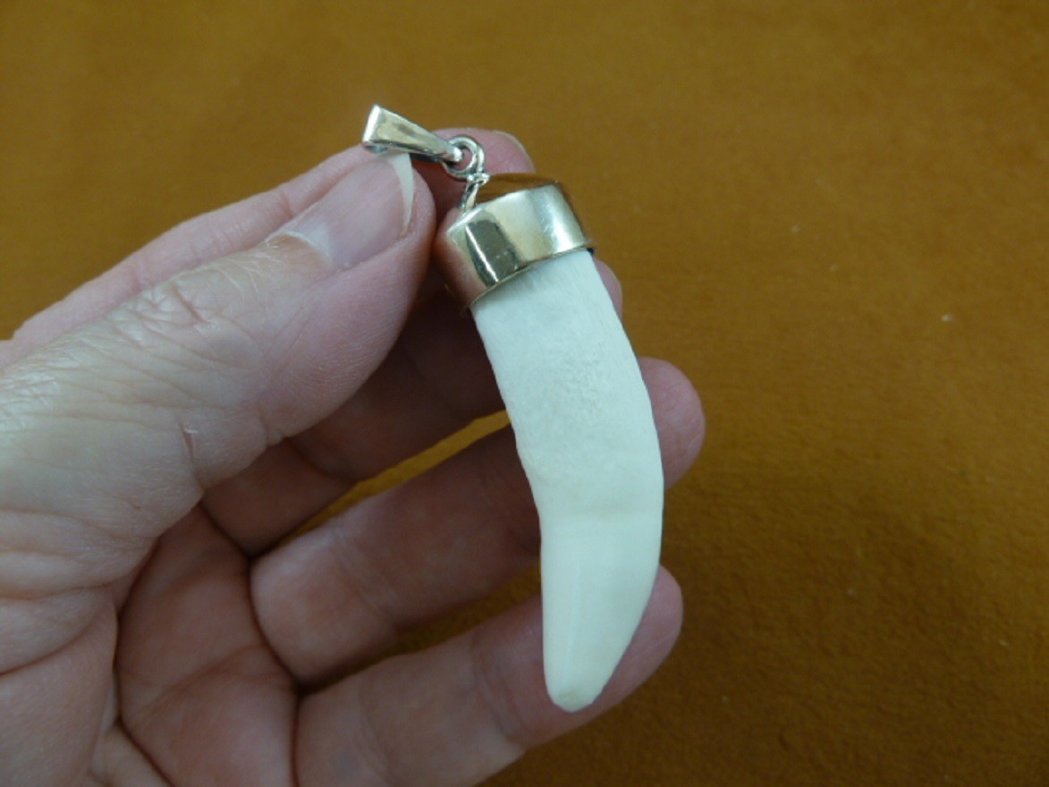 g968-43 Big 2-3/8″ GATOR Alligator Tooth Teeth SILVER CAP pendant JEWELRY gators