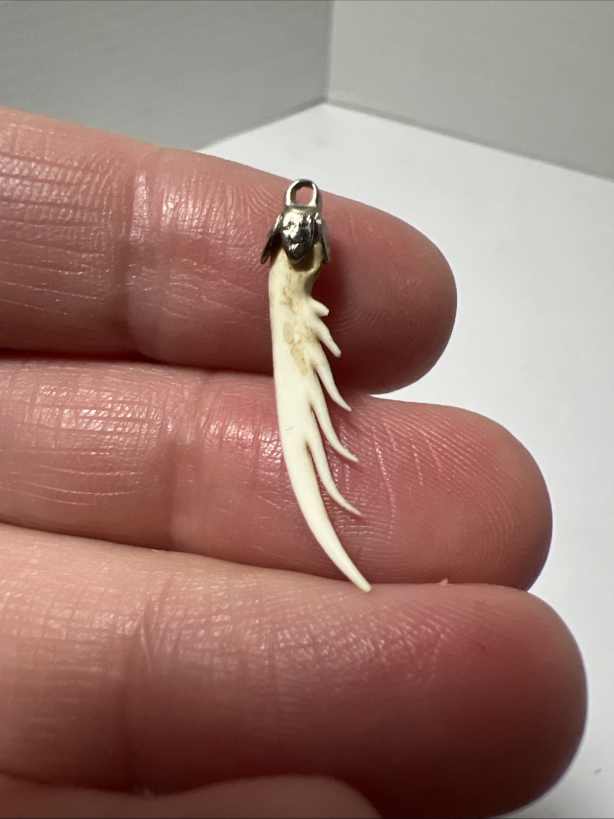 Squilla Mantis Shrimp Claw Pendant Jewelry Oddities Unusual Rare OOAK