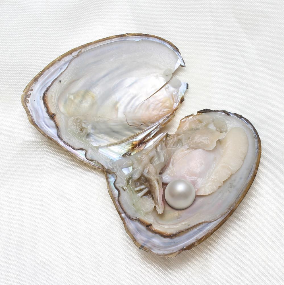 10x Bulk Natural Freshwater Akoya Pearl Oysters Real Pearl Bulk w/ Large Pearls
