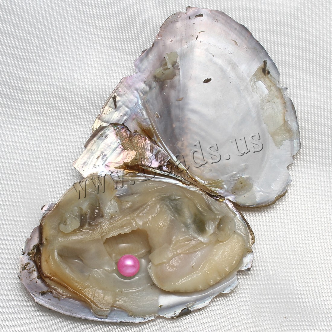 10PCS Natural Pearl Akoya Oysters Individually Wrapped w/ Cultured Bulk 7-8mm