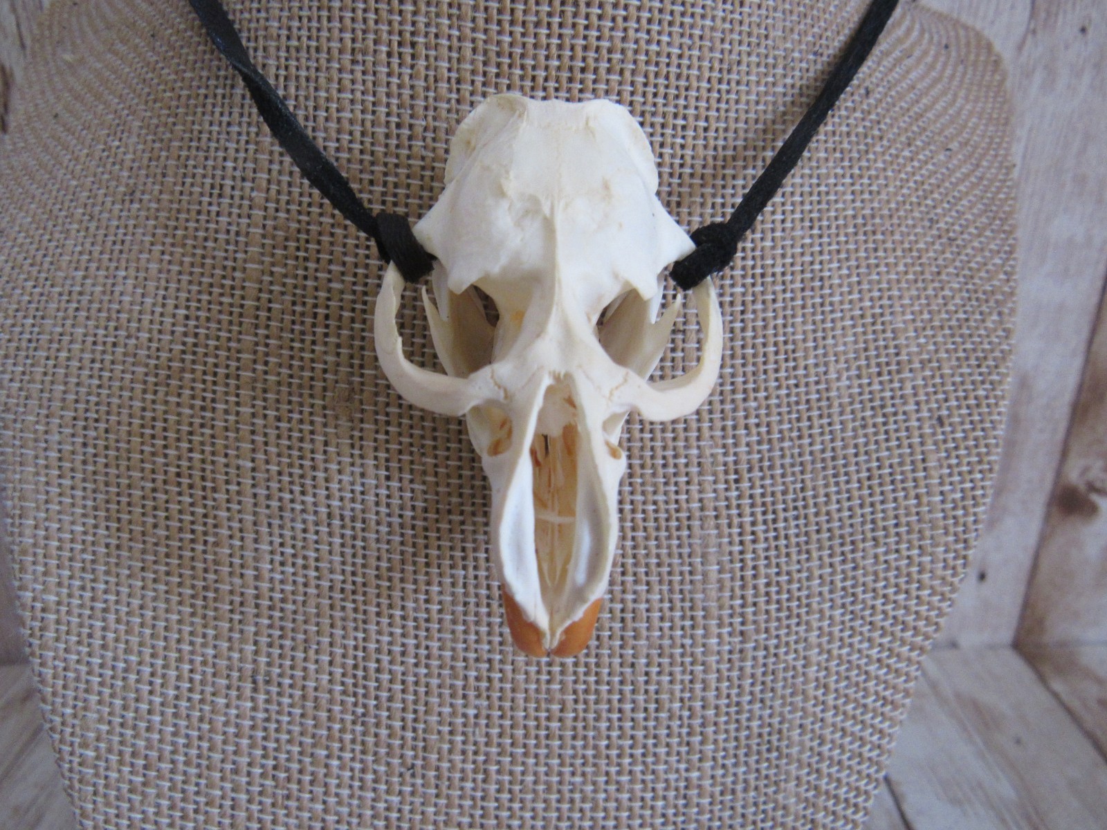 Muskrat Skull Pendant Buckskin Leather Necklace Animal Bone Jewelry