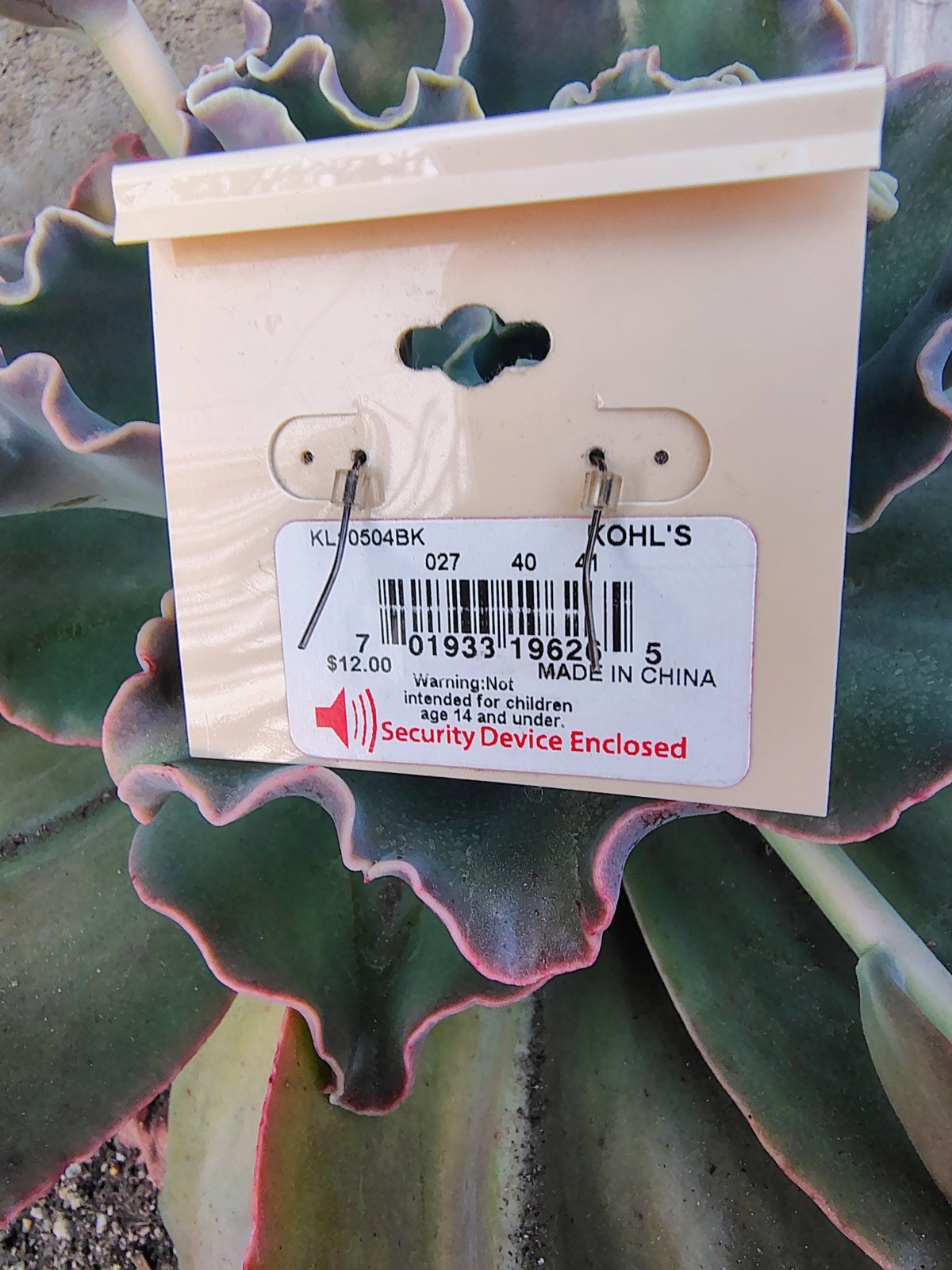 NWT Sonoma Life + Style Genuine Shell Earrings Purple Shell Dangle Earrings