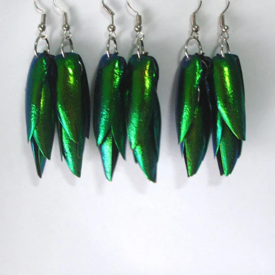 3 pair Beetle natural wing green earrings #3