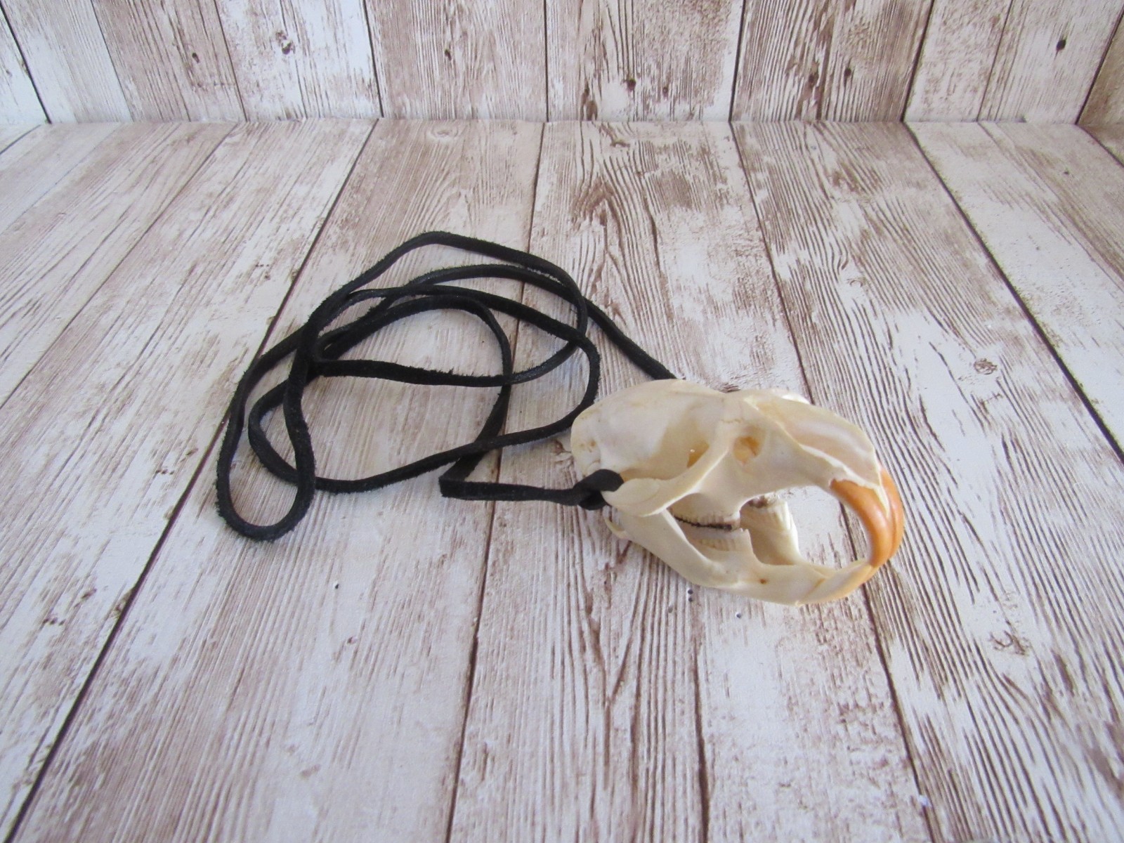 Muskrat Skull Pendant Buckskin Leather Necklace Animal Bone Jewelry