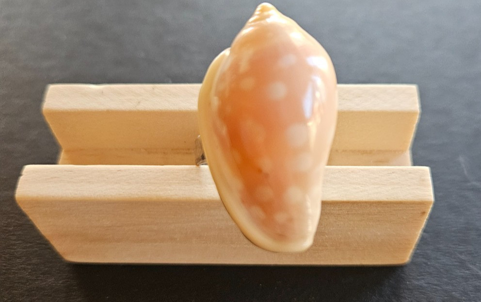 Silver Cowrie Shell Adjustable Ring