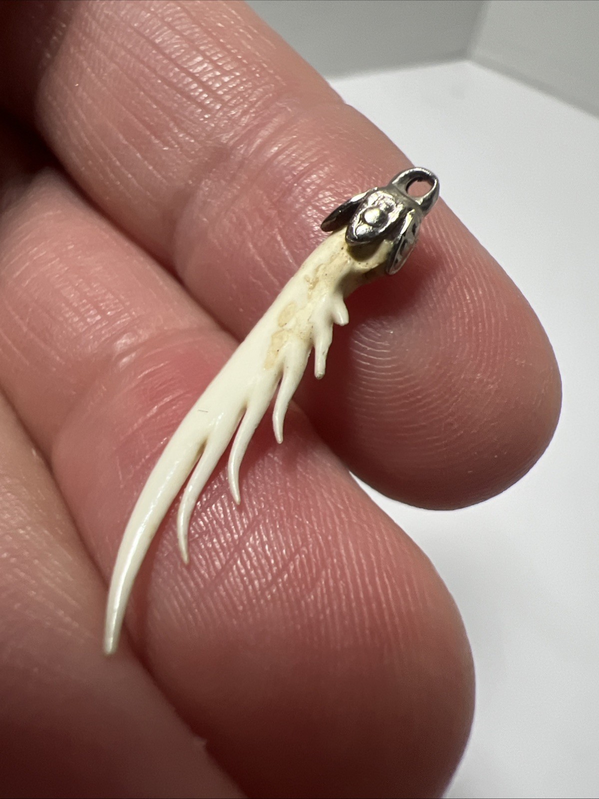 Squilla Mantis Shrimp Claw Pendant Jewelry Oddities Unusual Rare OOAK