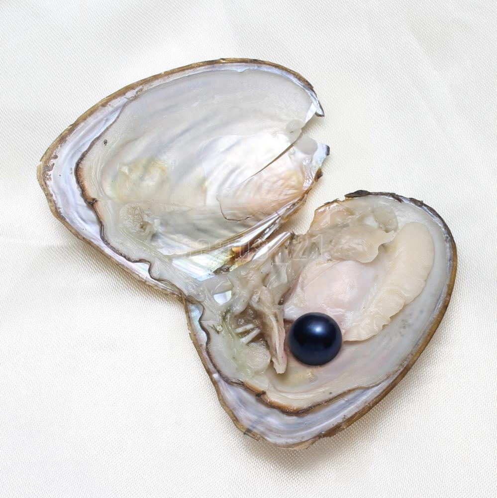 10x Bulk Natural Freshwater Akoya Pearl Oysters Real Pearl Bulk w/ Large Pearls