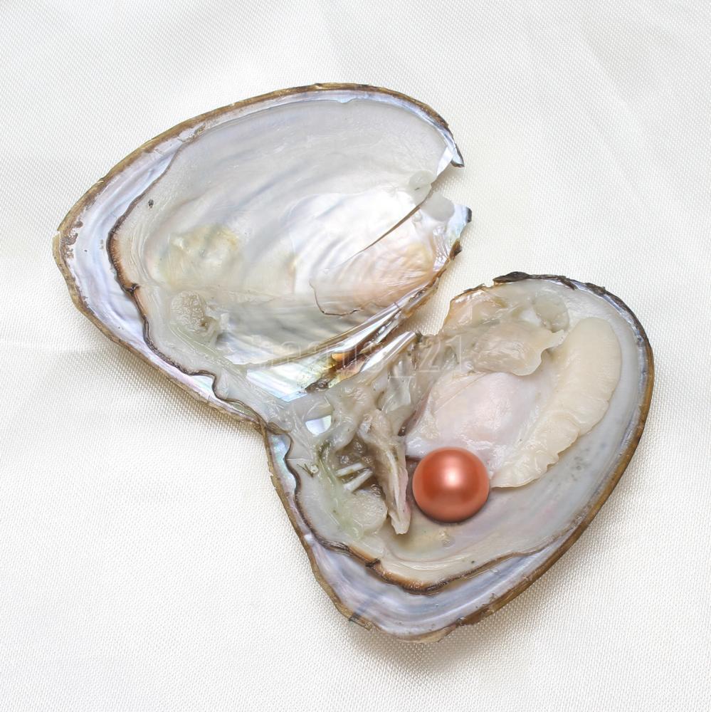 10x Bulk Natural Freshwater Akoya Pearl Oysters Real Pearl Bulk w/ Large Pearls