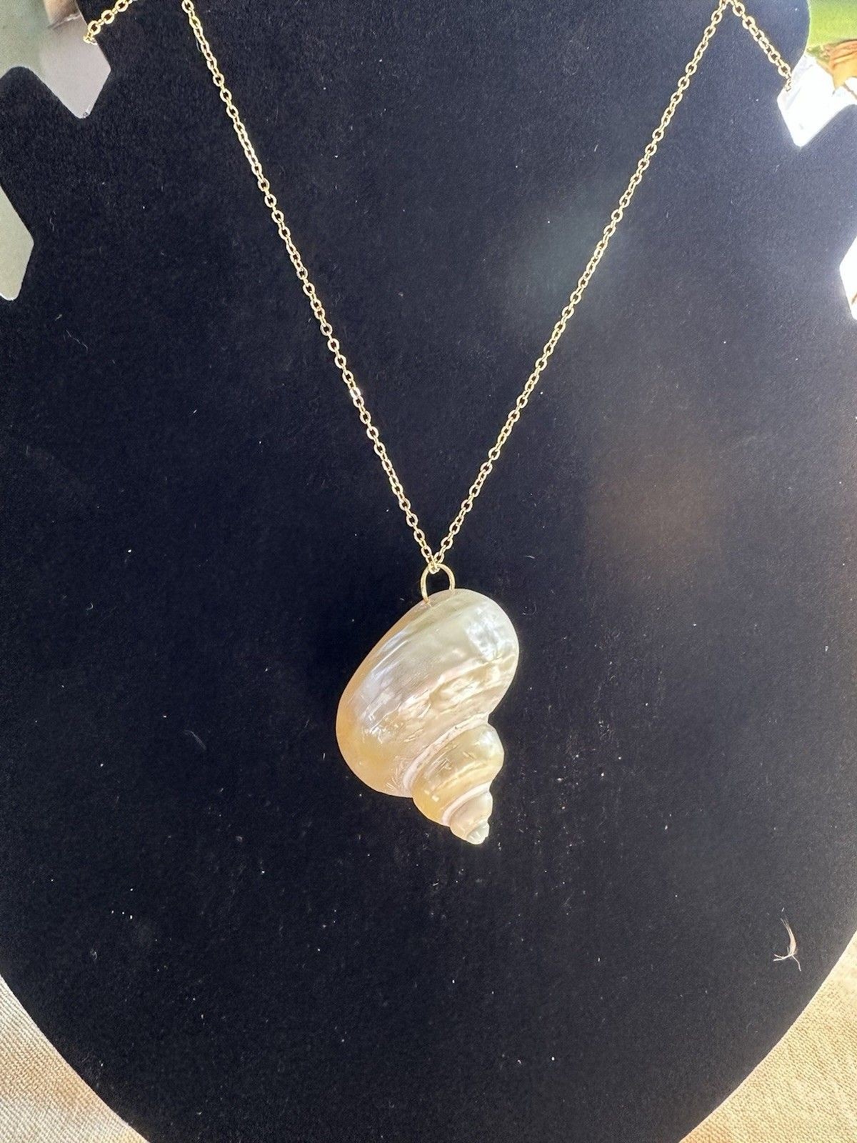 Shell Necklace With Gold Tone Accents – For Size See Pics