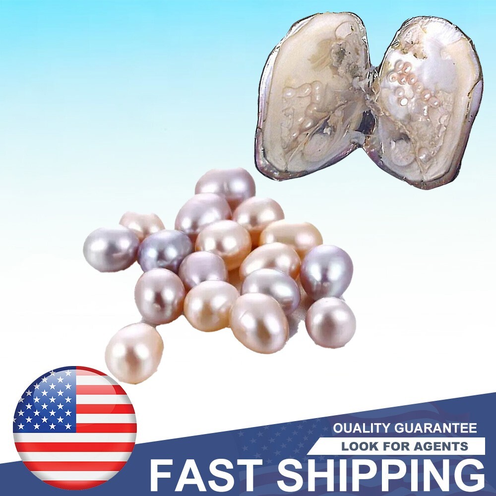 One Natural Freshwater Cultured Pearl Oyster with 5-7mm 25 Pearls Vacuum Pack