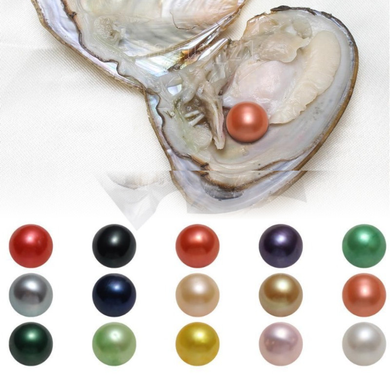 10x Bulk Natural Freshwater Akoya Pearl Oysters Real Pearl Bulk w/ Large Pearls