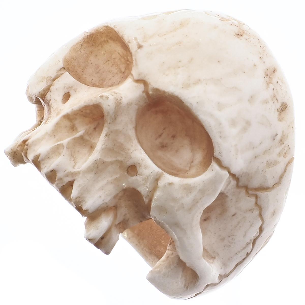 1″ Mens Biker Jawless Skull Hand Carving Antique Stained Bison Bone Ring