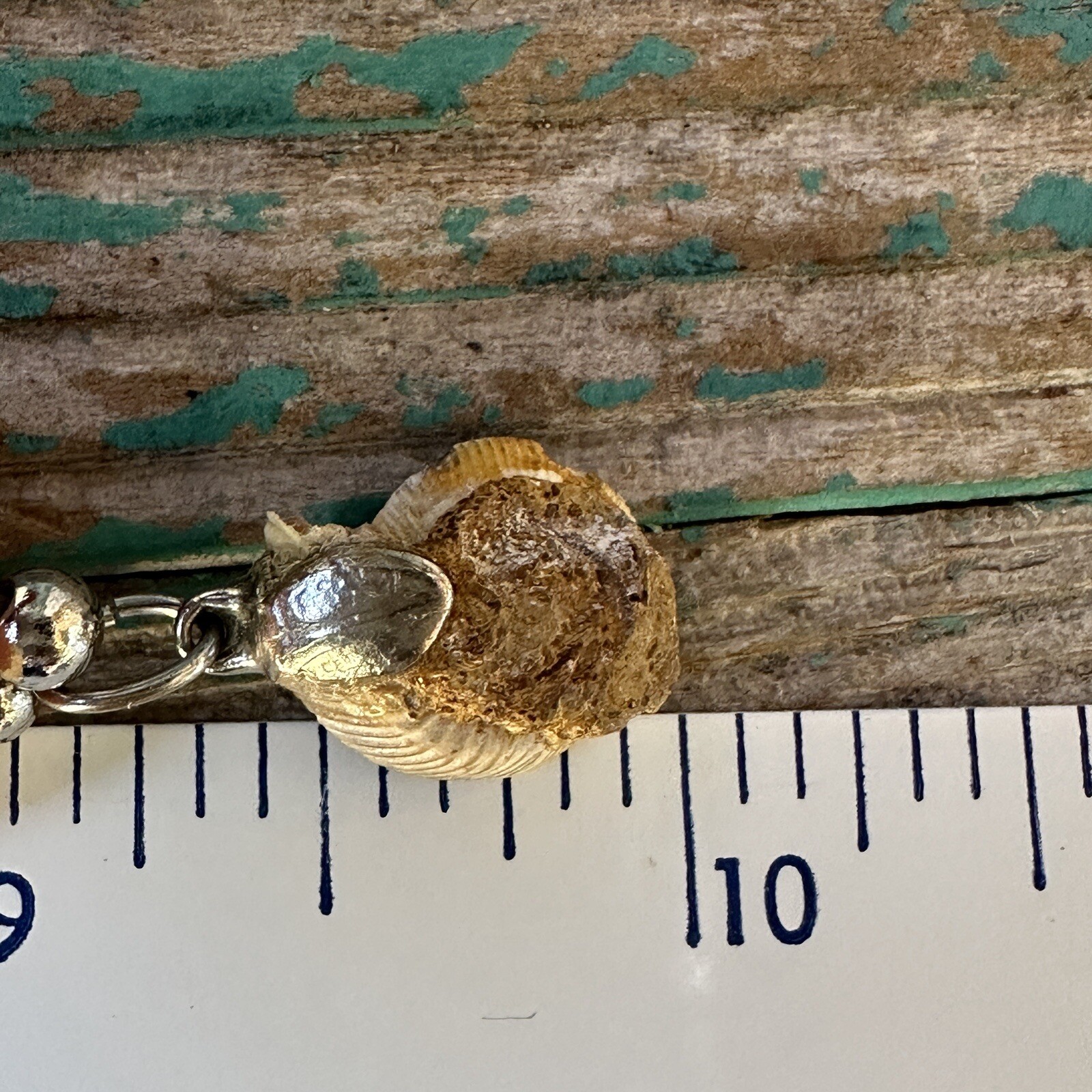Ammonite Stone Shell Fossil Pendant Necklace 18 Inch Agate Beach Boho Hippie