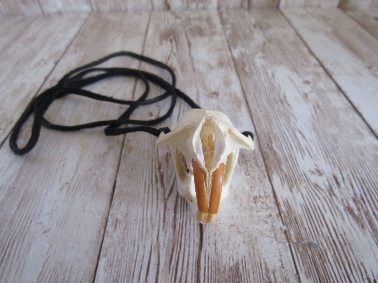 Muskrat Skull Pendant Buckskin Leather Necklace Animal Bone Jewelry