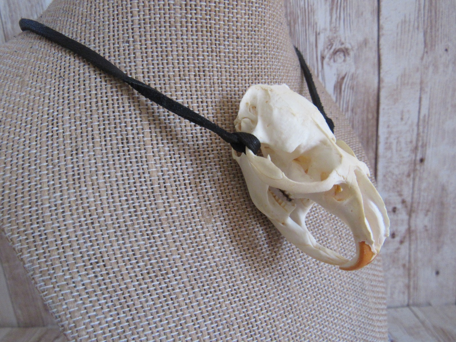 Muskrat Skull Pendant Buckskin Leather Necklace Animal Bone Jewelry