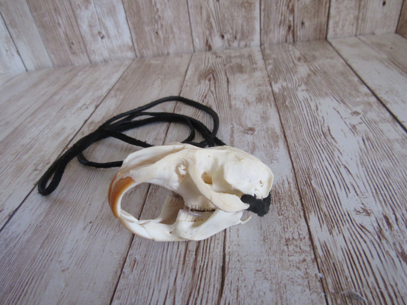 Muskrat Skull Pendant Buckskin Leather Necklace Animal Bone Jewelry
