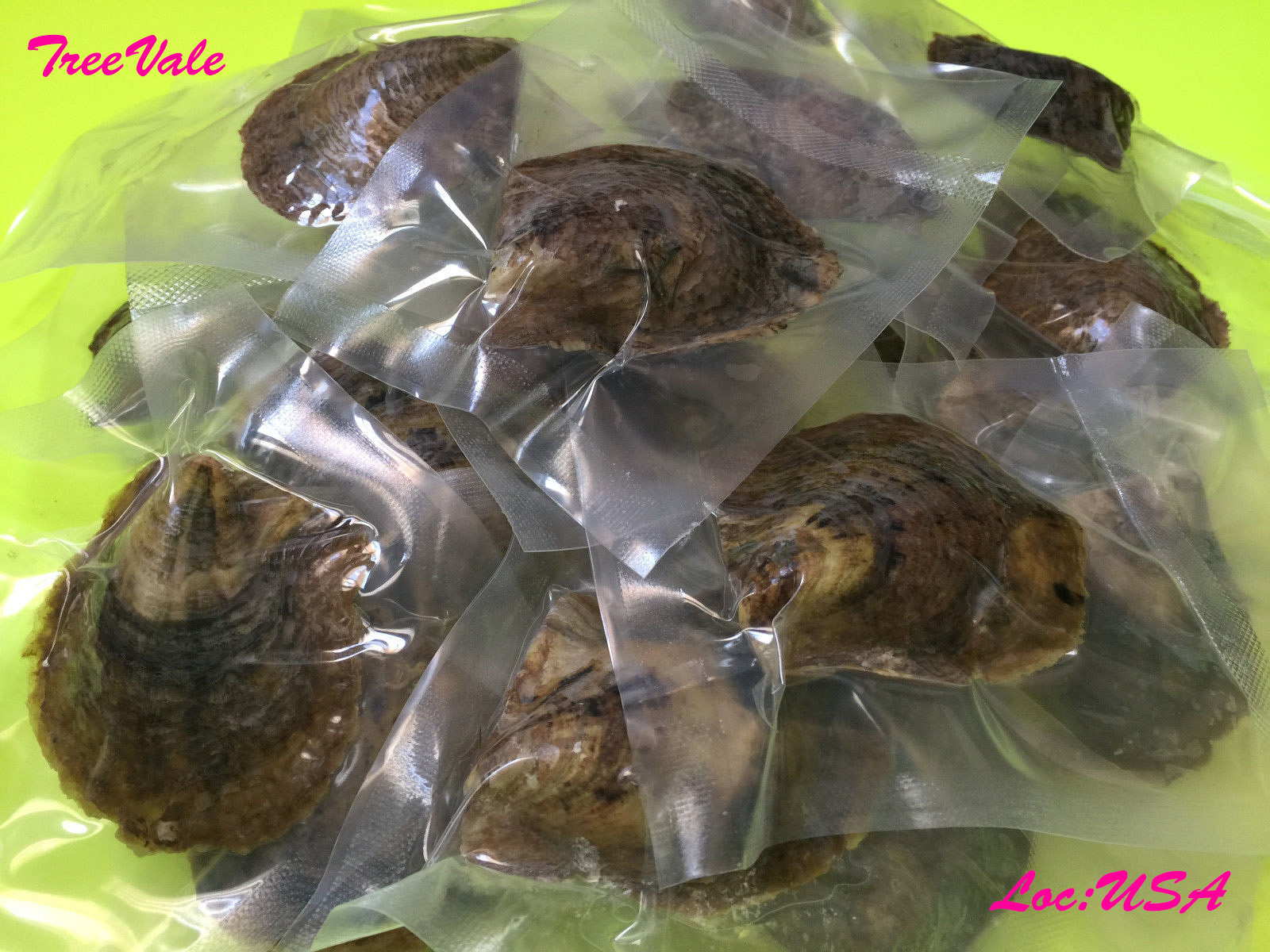 Bulk Akoya Oysters with Large Pearls
