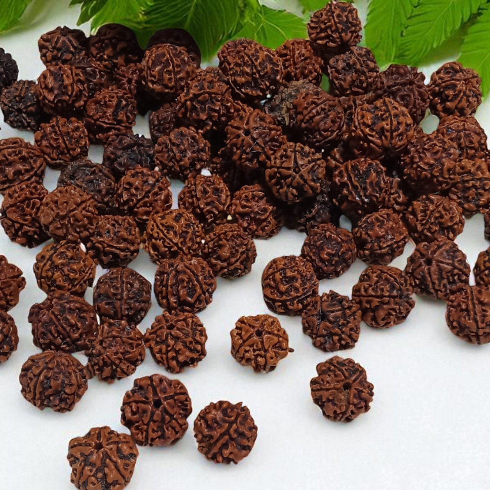 Natural 5 Mukhi Rudraksha Beads Lot for Mala, Locket, Yoga & Puja Use