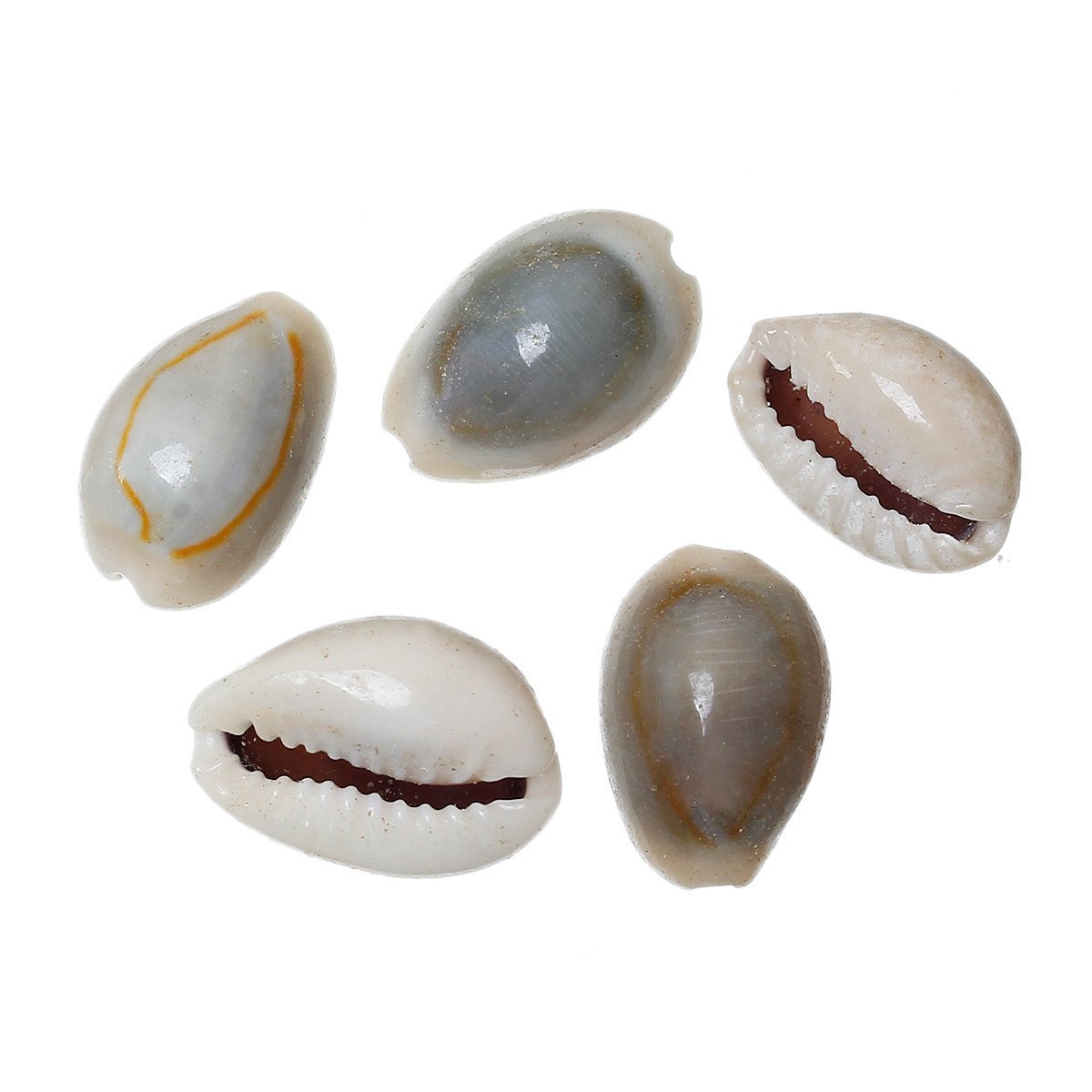 Sexy Sparkles 20 Pcs Shell Embellishment Findings Natural Spiral (15mm x 10mm)